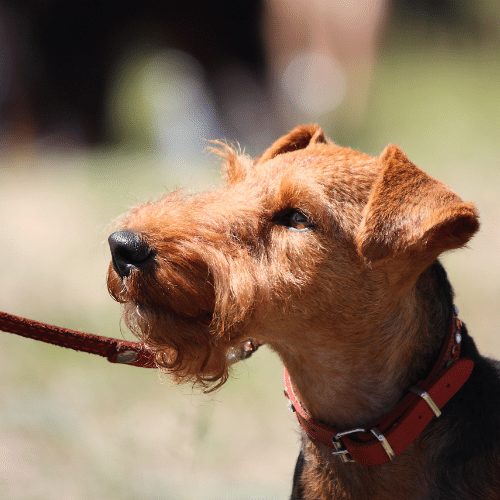 terrier on a leash with red collar