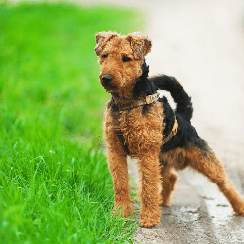 Welsh Terrier Dog Breed Information SpiritDog Training   Welsh Terrier 