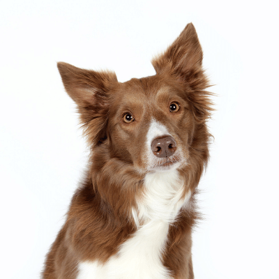 Australian Shepherds vs Border Collies - Similarities and Differences