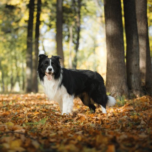 border collie in the forest