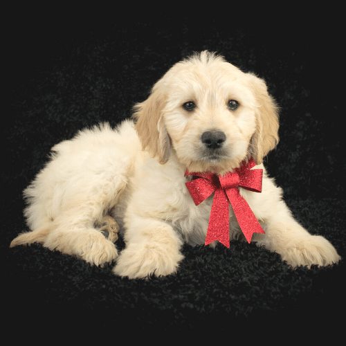 Blonde hot sale mini goldendoodle