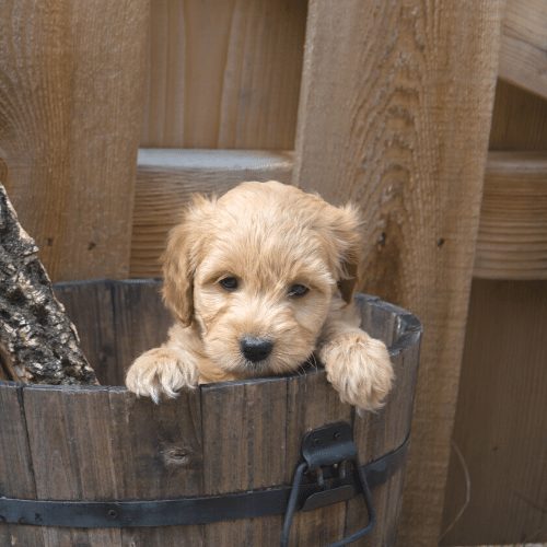 F1b mini golden doodle