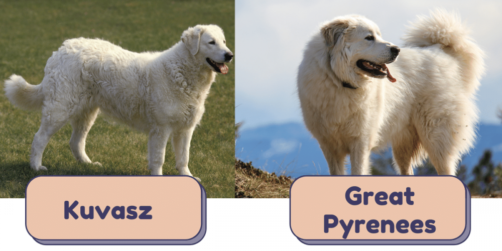 kuvasz vs great pyrenees