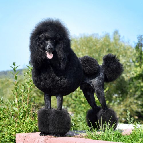 how heavy do standard poodles get?