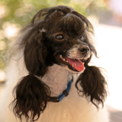 black and white poodle