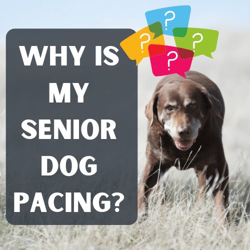 what is pacing in a dog