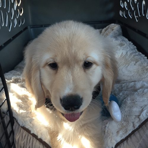 crate training golden retriever puppy