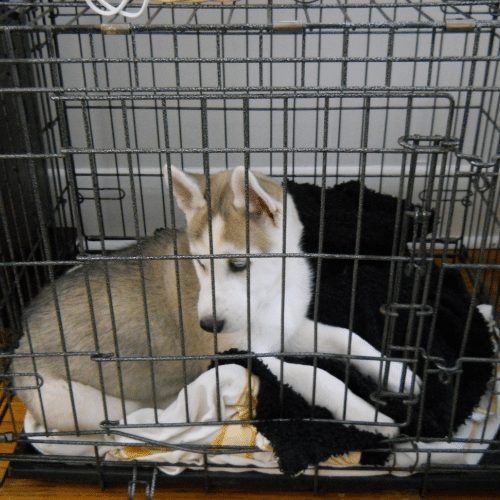 puppy in crate