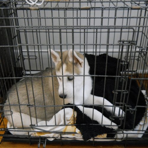 Setting Up Your Dog's Crate for Comfort & Safety