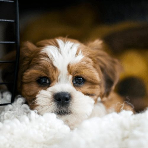 little puppy in a crate