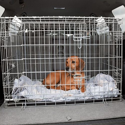 dog in car crate