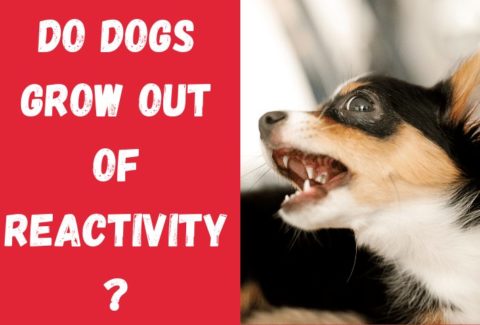 do dogs grow out of reactivity