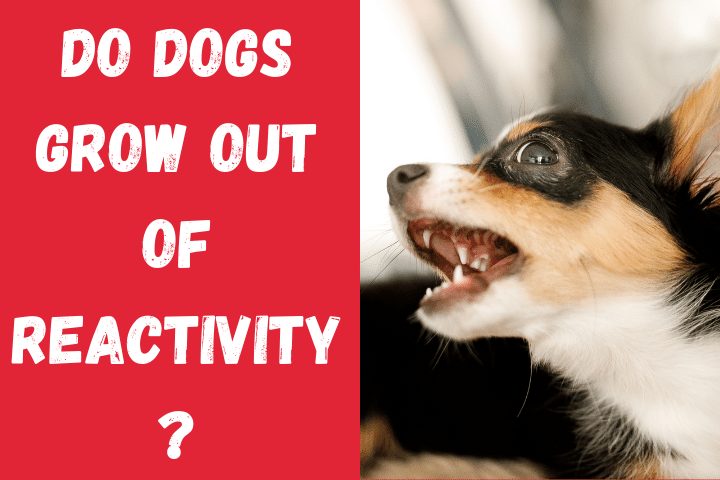 can a reactive dog be cured