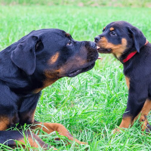 rottweiler mom and puppy