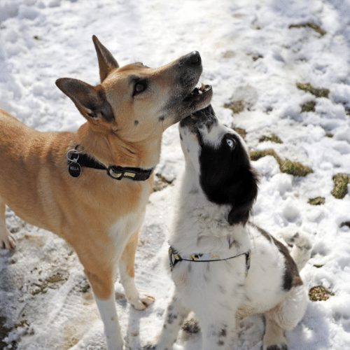 Why Does My Dog Lick My Other Dog's Face?