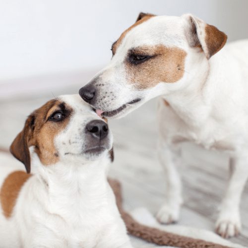 Why Does My Dog Lick My Ears? - SpiritDog Training
