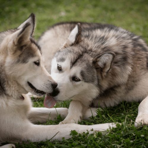 two huskies playing