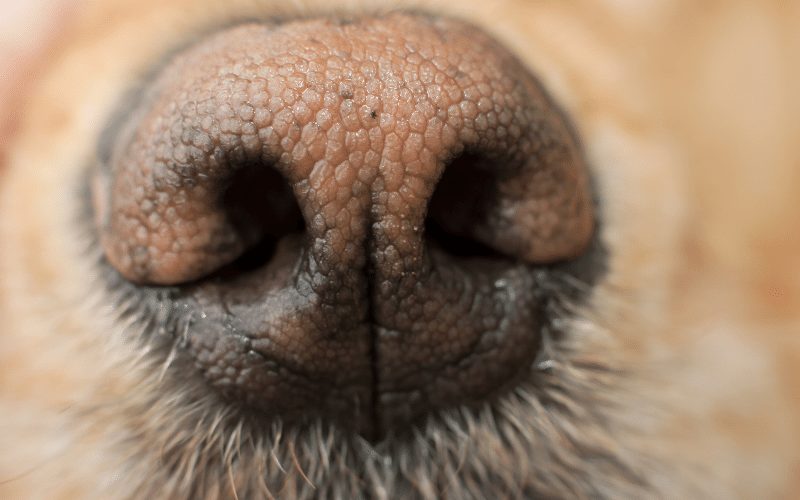 brown dog nose closeup