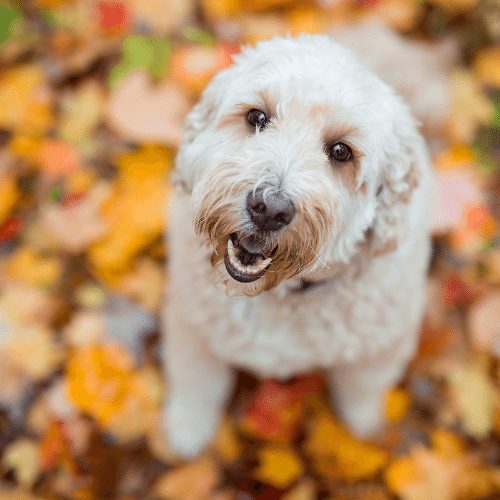 Training Goldendoodles: A Guide For Your Puppy's First Year