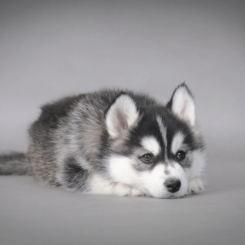 How Much Is A Husky? How Much Do They Cost? Puppy Prices & Expenses