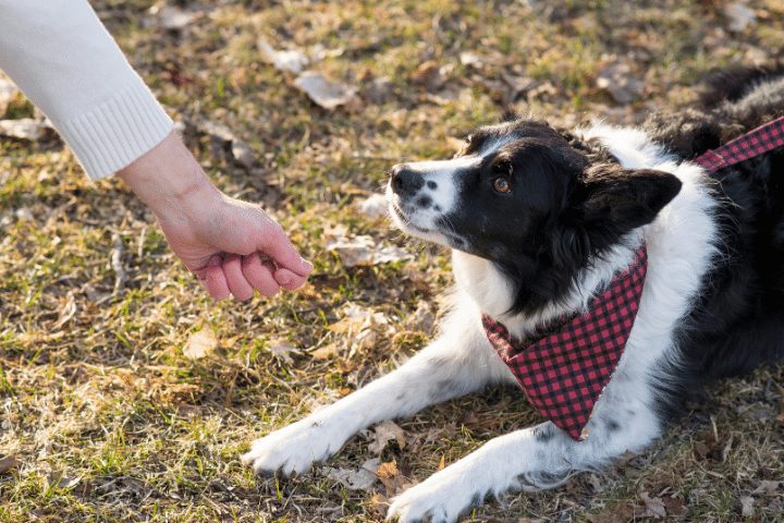border collie with a red bandana