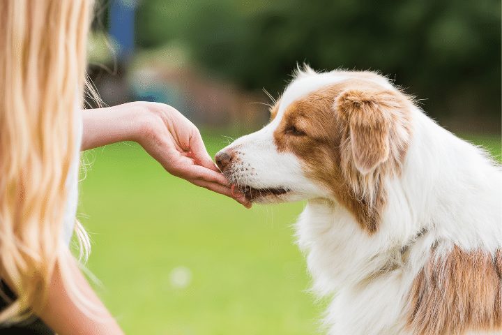 brown and white Australian Shepherd eating treat from owner's hand