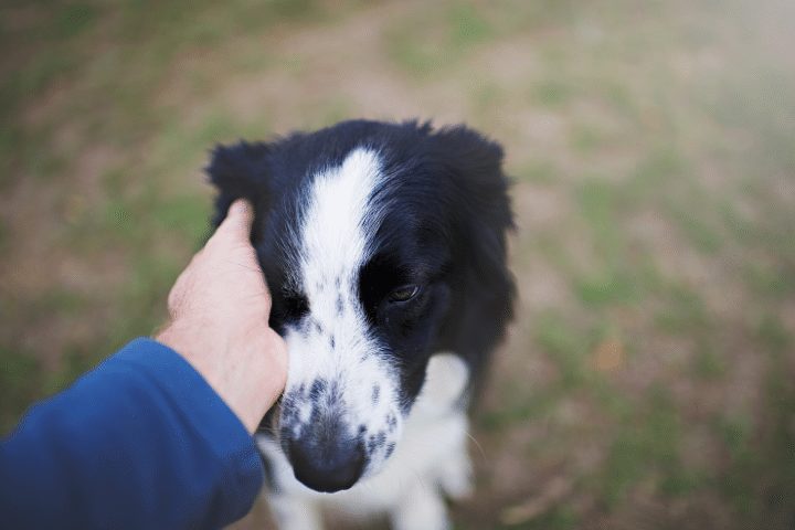 border collie getting petted