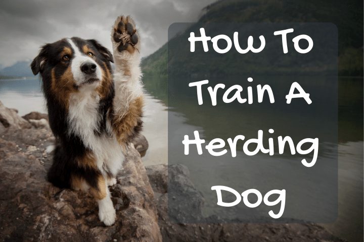 how to stop dog herding behavior