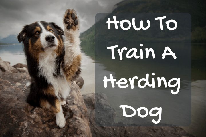 How to Build Confidence and Power in Your Herding Dog