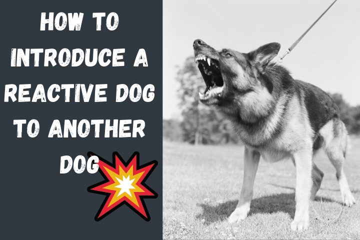 Introducing A Reactive Dog To Another Dog - SpiritDog Training
