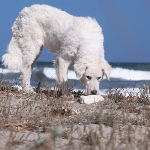 white dog at the beach
