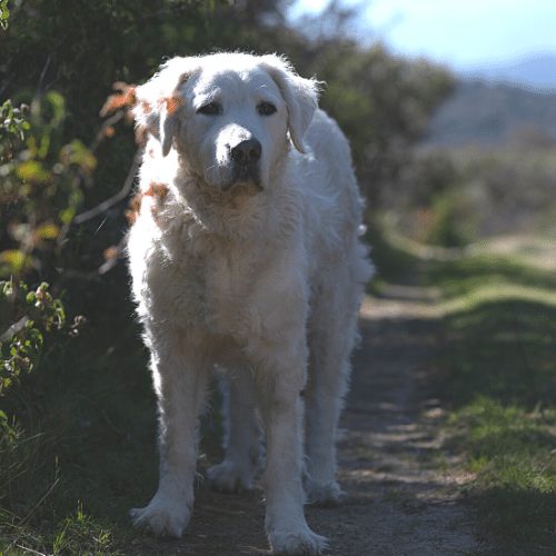 kuvasz standing around