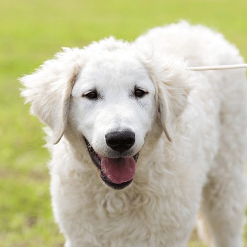 are kuvasz aggressive