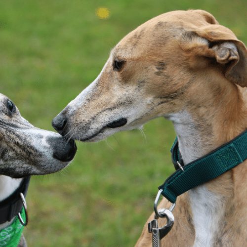 martingale collar