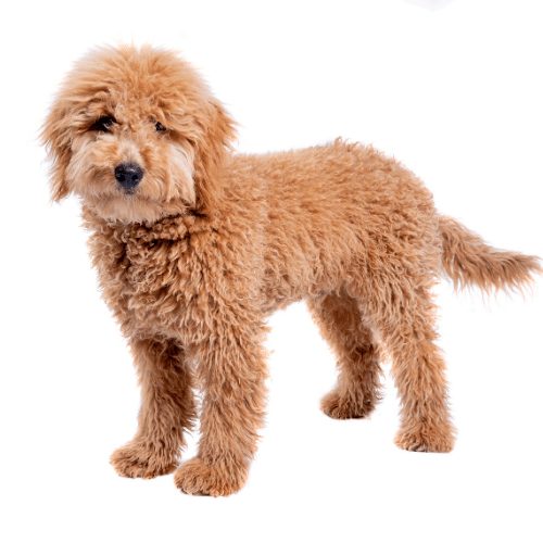 Mini Goldendoodles - Breed Information and Guide - SpiritDog Training