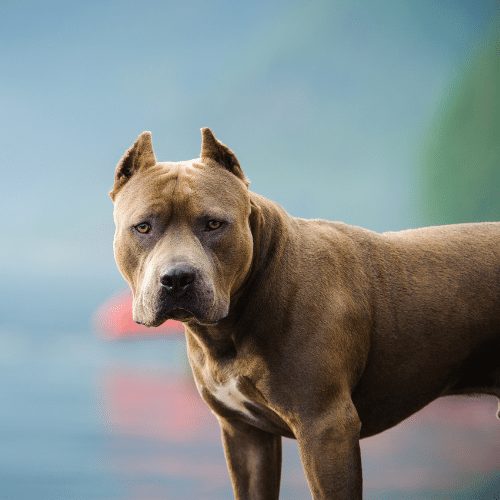 Purebred apbt best sale