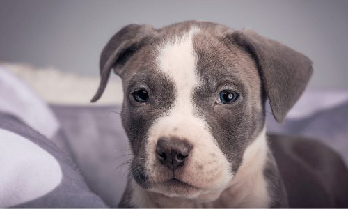 pitbull puppy