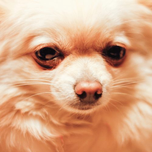 light brown chihuahua pomeranian