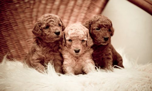 three poodle pups