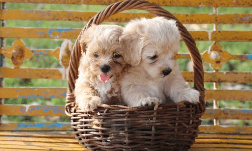 two pups in a basket