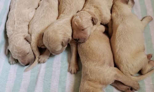 Toy poodle litter on sale size