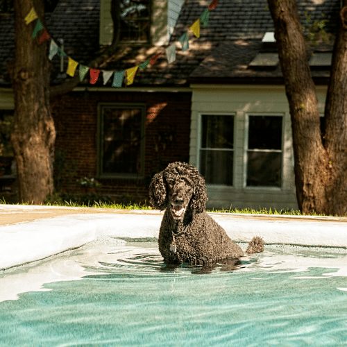 black poodle in a pool