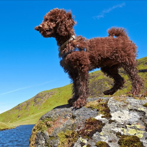 miniature poodle on rock