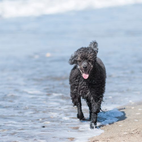 are standard poodles good swimmers