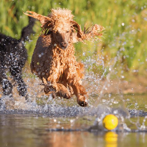 poodles jumping in the water