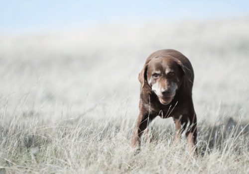 senior labrador on a meadow