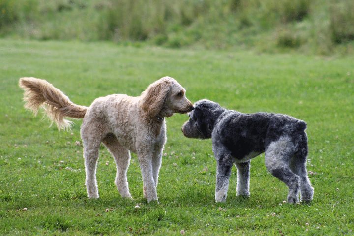two doodles sniffing on a meadow