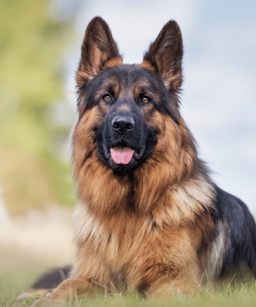 are there different german shepherd breeds