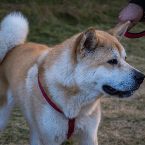 Japanese akita inu