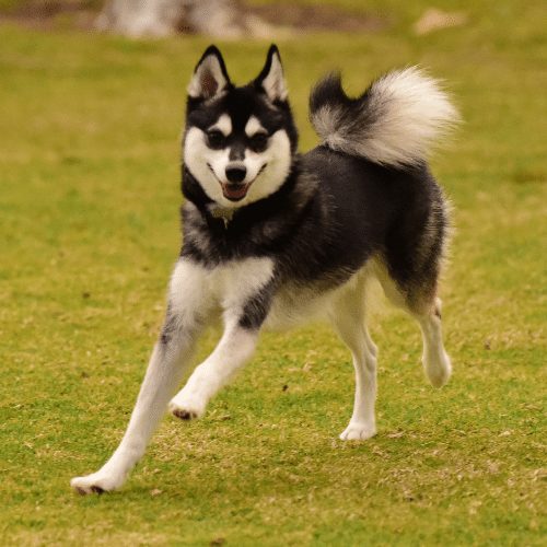 a dog that looks like a husky